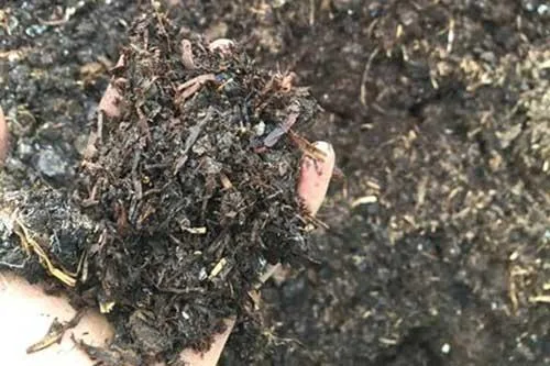Mushroom Compost
